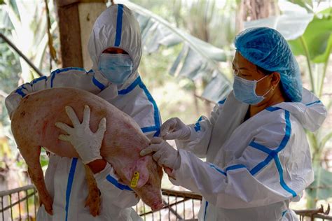 African swine fever vaccine trial launched in Batangas .
